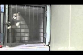 Побег кота