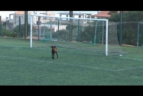 Коза хочет поиграть в футбол