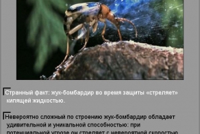 Удивительные факты о необычных созданиях природы