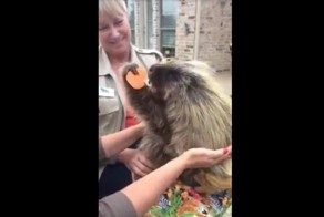 Очаровательный говорящий дикобраз уплетает сладкий картофель