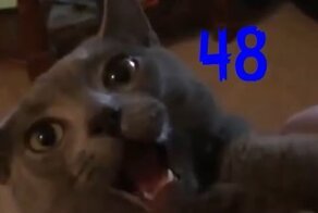 Смешные кошки