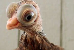 7 жутких тварей, когда-либо выведенных человеком  