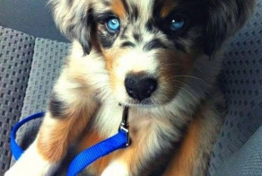 Когда у собак совершенно разных пород появляются щенята