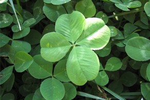 Символы удачи