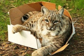 Большие коты тоже любят коробки