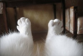 20 отговорок девушек, почему они не обязаны брить ноги