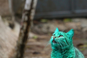  Зеленый кот из Варны