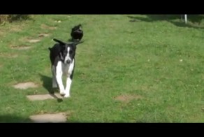 Селезень не даёт покоя собаке