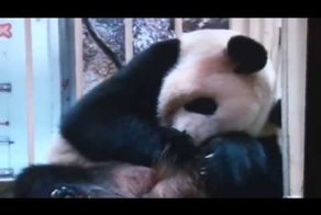 Новорожденный детеныш панды