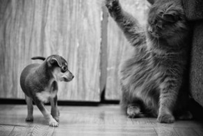 Страшнее кошки зверя нет