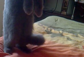 Четкий Кот на кортах