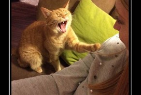 Демотиваторы и просто веселые картинки