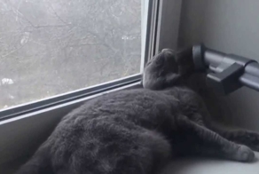 Кот и пылесос