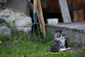 Сеанс разоблачения десяти ошибочных представлений о животных