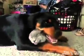 Дружба собаки и кошки