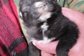 Собачий РАЙ, Кошачий РАЙ