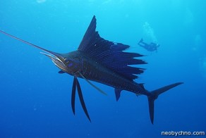 Самая быстрая рыба