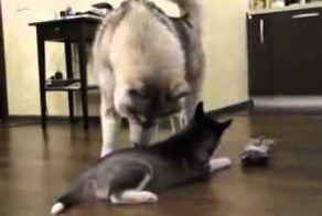 Школа жизни от хаски