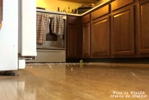 Собачий фэйл