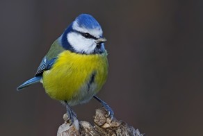 Свободу синичкам - смерть снегирям