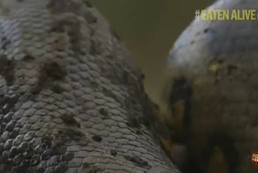 Анаконде не удалось съесть ученого