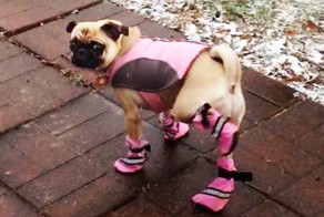 Смешные собаки впервые в жизни примеряют ботинки
