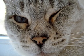 Моя Маруся. История Василия