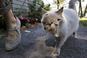 Умер самый старый двухголовый кот