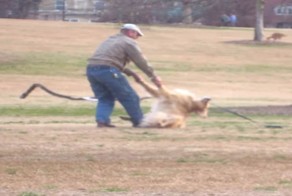 Самая ленивая собака в мире