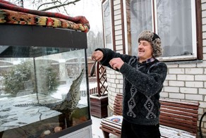 Крокодил в качестве домашнего питомца