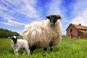 Что год грядущий нам готовит?!