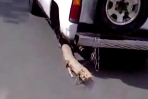 Смекалка как в России