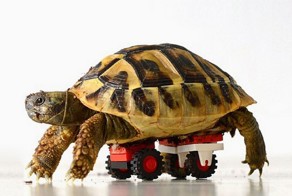 Инвалидное кресло для черепахи из конструктора LEGO