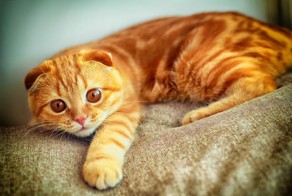 Рыжий кот в аэропорту Владивостока съел деликатесов на 1100 долларов