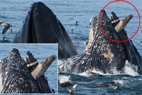 Пеликан чуть не стал десертом кита