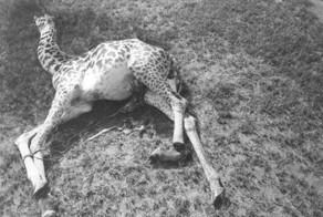 Жирафам грозит вымирание