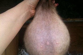 Беременный хорек