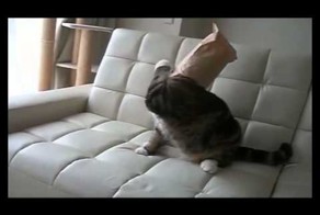 Кот и бумажный пакет