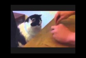Кошка играет в наперстки