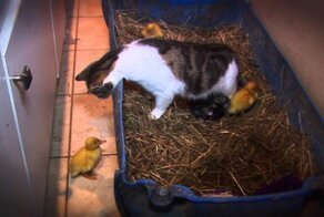 Когда приемные дети выходят из под контроля  