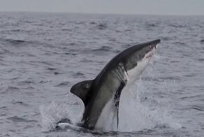 Учёному удалось заснять летающую белую акулу