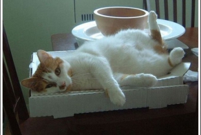 За что коты любят пиццу