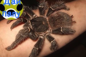 Нашествие пауков-гигантов!