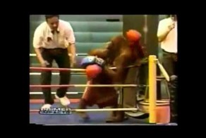 Бои без правил обезьян 