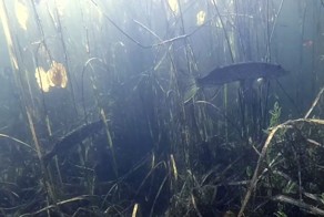 Подводная охота с прозрачной водой