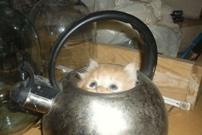 Кошки — это жидкость