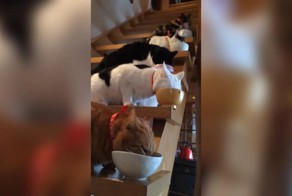 Лестница голодающих 