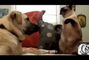 Кот боксер против собаки 