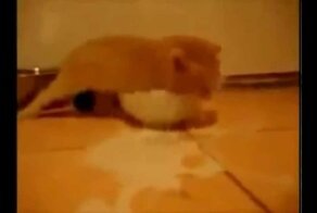 Рыжий котенок разлил молоко 