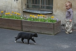 Уличные котики